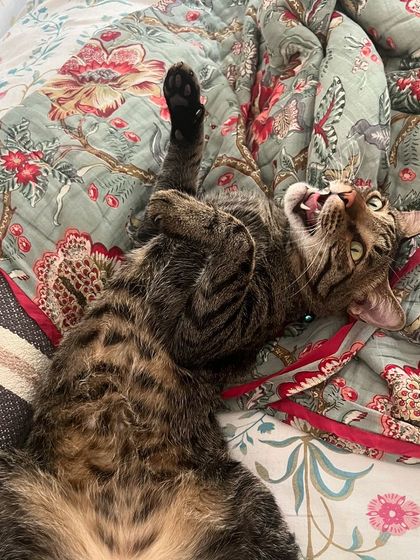 The universal sign for "play with me!" This playful pose from Jarvis is my cue to bring out the wand toys.