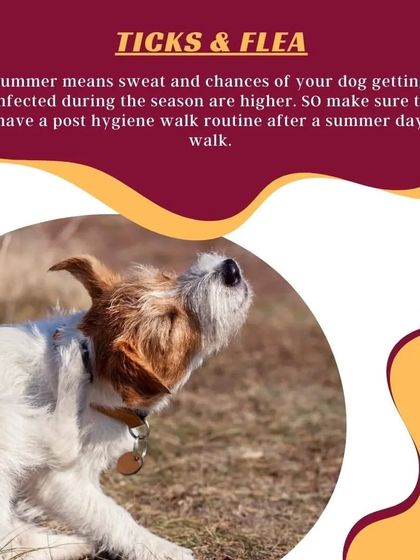 Summer sweat and humidity increase the risk of ticks and fleas. I recommend a consistent post-walk hygiene routine and regular grooming to keep your dog pest-free.