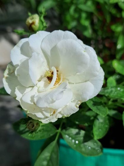 Bhardwaj - Urban Gardening Consultation A Riot of Colorful Flowers photo 189