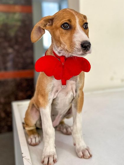 Oh My Dawg - Animal Welfare & Adoption Services Ready for a Forever Home photo 3