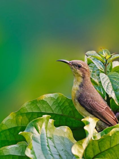 A female Purple Sunbird is perched among large, vibrant green leaves. The composition uses the leaves to frame the bird and create a lush, tropical feel.