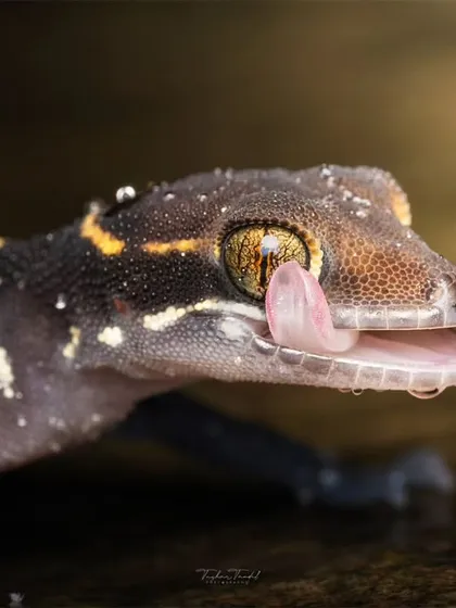 An extreme macro shot of a Deccan Banded Gecko cleaning its eye. The detail is so fine you can see the texture of its tongue and the individual water droplets on its skin.