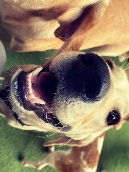 Becky's Bow Wow House - Dog Daycare Happy Faces & Close-Ups photo 11