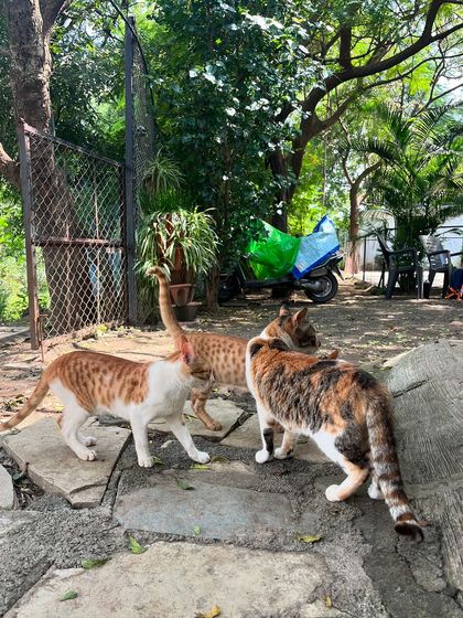 Aditi - In-Home Pet Sitting My Story: A Lifelong Passion photo 7