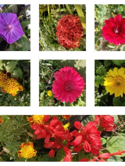 Another collage showcasing more colorful winter flowers like Morning Glory, Ixora, and Marigold.
