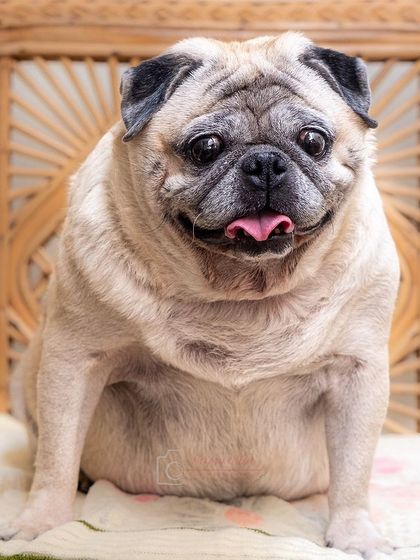 A regal pug posing on a wicker chair in his home. This portrait has a classic, charming feel, captured in a comfortable setting.