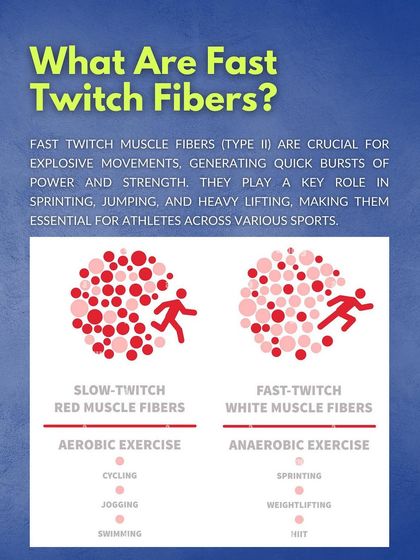 A visual comparison of slow-twitch vs. fast-twitch muscle fibers and the types of exercise that target each. This helps athletes understand the difference between aerobic and anaerobic training.
