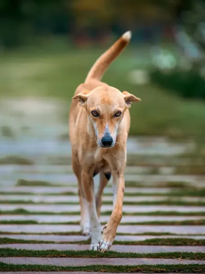 This handsome indie dog is walking with the confidence of a king. My work with rescue groups is incredibly important to me. A great photo can show the world their true spirit and help them find the loving home they deserve. My architect's eye for lines and composition helps tell their story with strength and dignity.