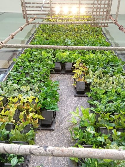 Vertical Green Walls photo 40