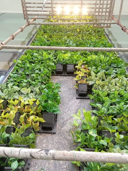 An overhead view from the scaffolding, showing the meticulous process of arranging different plant types for a natural look.