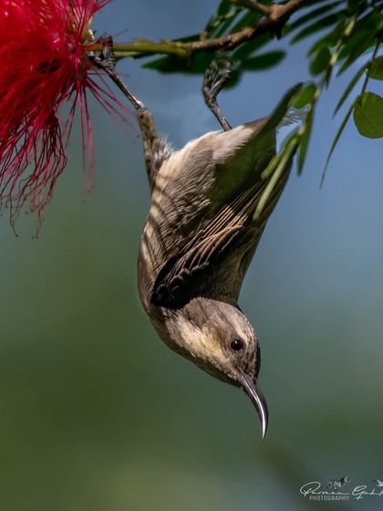 A full view of the female Purple Sunbird as it feeds.