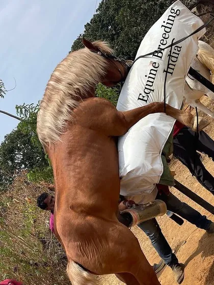 The process of semen collection is handled safely and professionally by our trained staff. This procedure is fundamental to our artificial insemination program, allowing us to breed for performance.