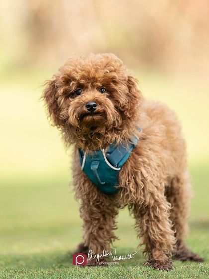 Pragalbh - Commercial Pet Photography Action & Lifestyle Photography photo 15