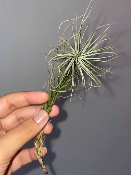 A Tillandsia that has grown long and wispy. Air plants come in many shapes and sizes.