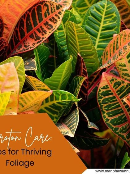 The Croton plant is known for its stunning, colorful foliage. Our care guide provides all the tips you need to keep those leaves vibrant and healthy.