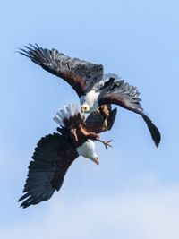 Wildlife Photography Licensing & Prints