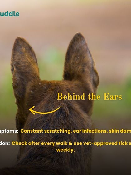 Kuddle - At-Home Pet Grooming Pet Parent Pro-Tips photo 4