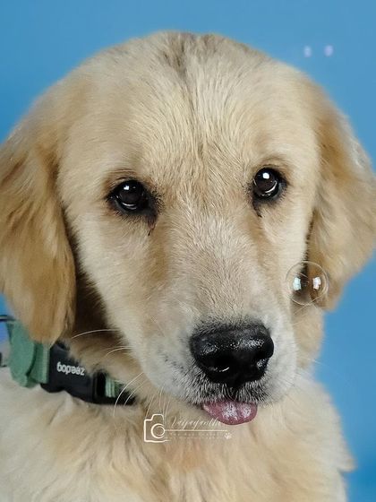 A golden retriever puppy looking curious about the bubbles in the studio. A fun way to get engaging expressions.