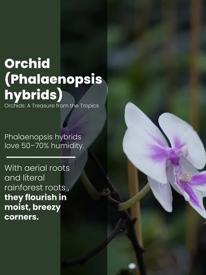 Phalaenopsis hybrid Orchids are a treasure from the tropics. They flourish in moist, breezy corners and love 50-70% humidity, making them a stunning addition for a bright, indoor spot.