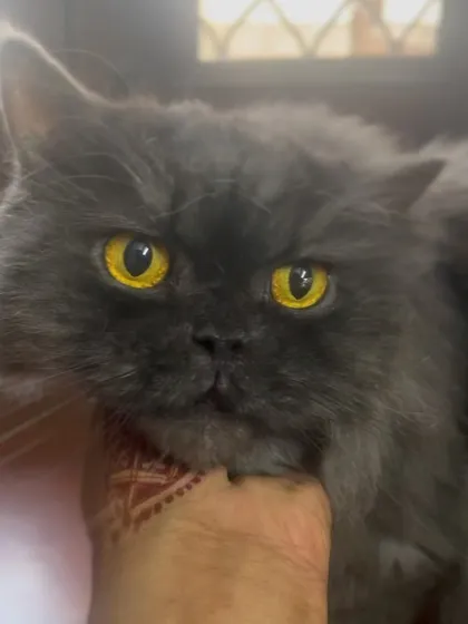 A close-up of Bhuta's beautiful golden eyes. It's a pleasure to care for such gentle and friendly cats.