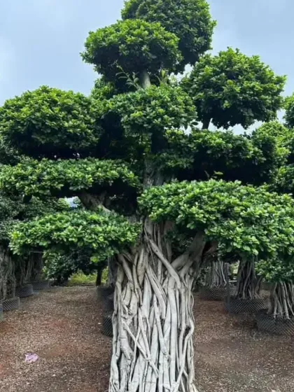 Another example of a large, expertly shaped Ficus bonsai tree with a massive root structure, ready for planting.
