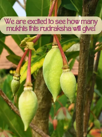 The sacred Rudraksha tree grows in our forest. We watch its flowers bloom and its seeds develop, which are traditionally used to make malas for meditation and spiritual practice.