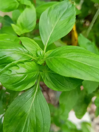 A close-up of a fresh basil leaf, perfect for adding flavor to pastas, salads, and teas.