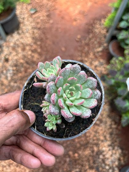 This Echeveria succulent shows off lovely pink-tinged edges on its rosette of leaves. A perfect, low-maintenance plant for a sunny spot.