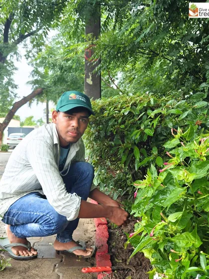 Our team member carefully works around existing flowering plants during a sapling rescue operation. We always strive to preserve the existing biodiversity of a site while enhancing it with new plantings.