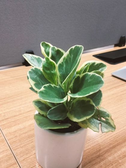 Another view of the Peperomia on an office desk. It thrives in the indirect light typical of office environments and helps create a calmer, more focused atmosphere.