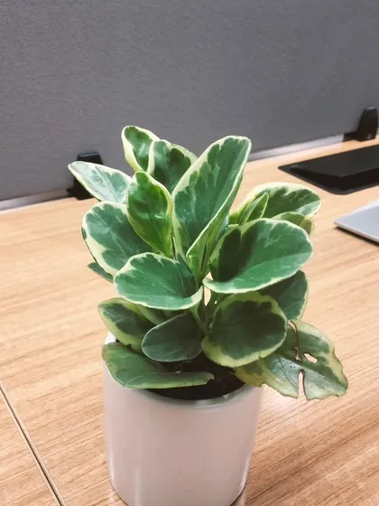 Another look at the variegated baby rubber plant (Peperomia) on an office desk. Its thick, waxy leaves make it a durable and attractive choice for brightening up a corporate environment.