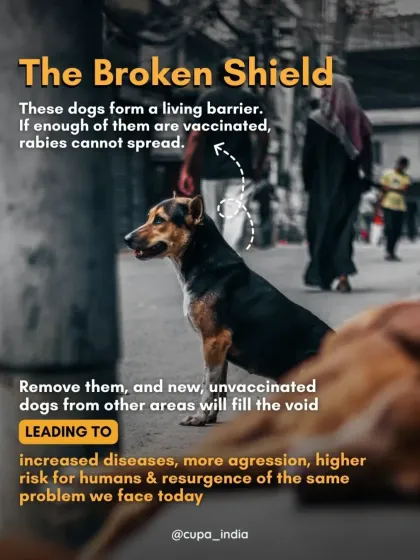 Cupa - Animal Cruelty Legal Aid & Advocacy Our Legal Fight for Animals photo 32