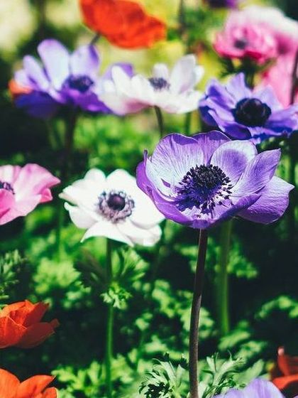 A field of colorful Anemone flowers. We source a wide variety of beautiful and unique flowering plants for our clients' landscaping projects.
