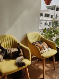 In-Home Pet Sitting
