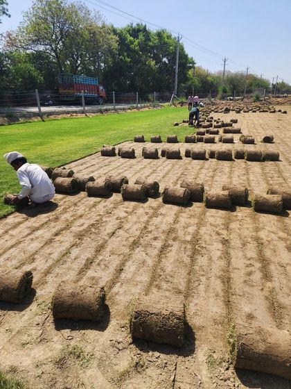 Delhi Gardner - Full-Service Landscaping Premium Lawn & Turf Solutions photo 14