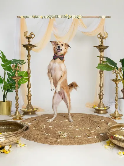An energetic Indie dog stands on its hind legs, striking a pose in the middle of our beautiful Diwali setup.