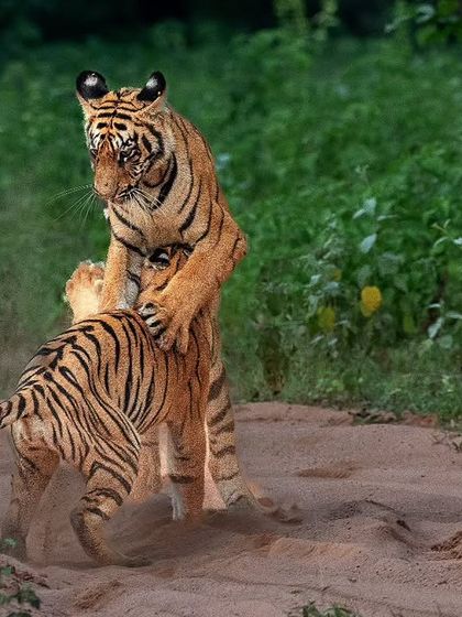 Wild Encounters: Action & Behavior photo 40