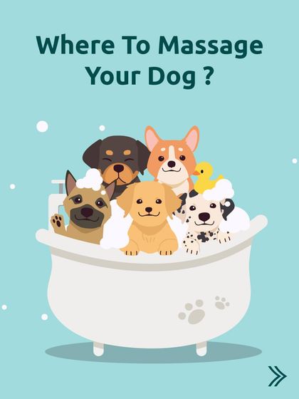 Where should you massage your dog? This series will show you the best spots to help them relax and feel their best. A good massage is a great way to bond.