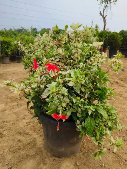 A healthy, well-grown Hibiscus Tricolour plant in a large pot, ready for a client's garden. It shows how full and bushy these plants can get.