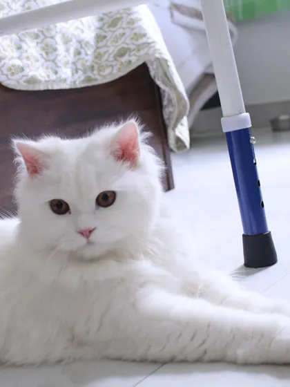 The gorgeous Theo. He was such a gentle and sweet soul, I miss his cute little mews in the morning.