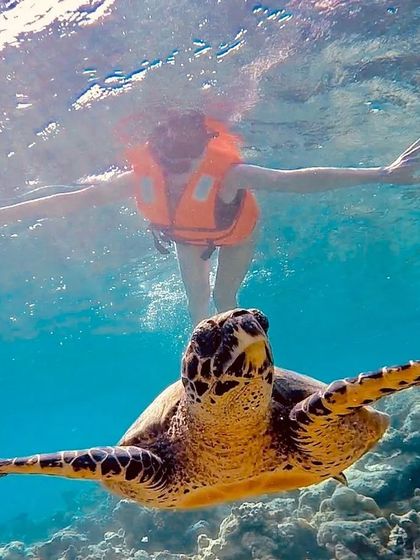 Snorkeling with sea turtles is a highlight of our Gaafaru trips. These calm, ancient mariners are often seen grazing on the reef, and we ensure our guests can enjoy the moment without disturbing them.