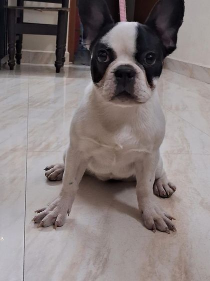 PL Paws - Animal Rescue & Rehabilitation How Your Donations Help: Our Medical Cases photo 47