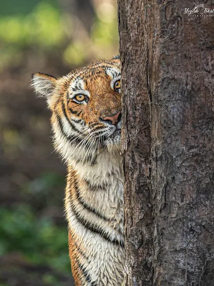 A tiger peeking from behind a tree. The AI eye-tracking of my camera locked onto its eye, creating a sharp, intimate portrait despite the partial obstruction.