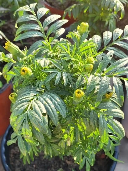 A Marigold plant with lots of buds, ready to burst into flower. I sell healthy saplings that will give you lots of blooms.