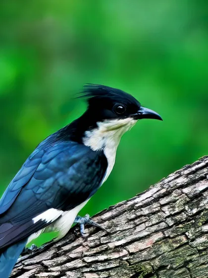 A close-up of the Pied Cuckoo, or 'Chatak', known in folklore as the harbinger of monsoon. Its graphic black and white pattern is striking.