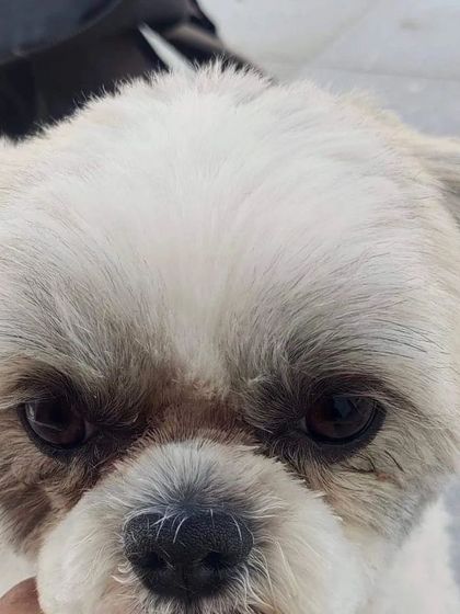 Before: This Shih Tzu's facial hair was overgrown, making it hard to see and keep clean.