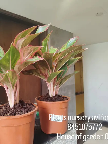 I have healthy Aglaonema plants available and ready for your home. Just send me a message to order yours.