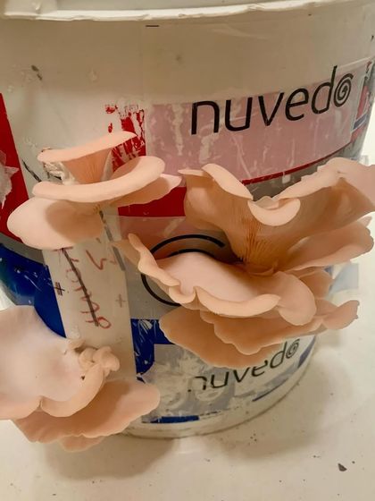 A shot of pink oyster mushrooms growing from a recycled paint can. This was an experiment with Nuvedo to find creative ways to reuse materials, embodying our trash-to-treasure philosophy.