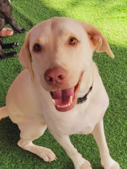 A beautiful white Labrador mix, full of joy. We welcome cross-breeds and love their unique looks.