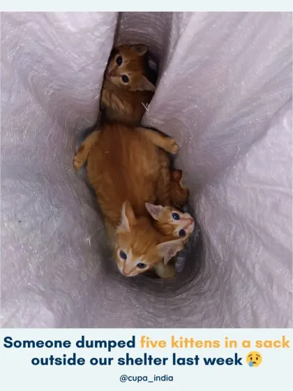 The harsh reality of our work. These five tiny ginger kittens were found dumped in a sack outside our Trauma Centre. They are safe with us for now, but they urgently need loving homes to grow up in.